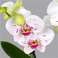 Phalaenopsis 'Spirit' weiß gesprenkelt, 2 Rispen, Topf-Ø 12 cm, Höhe ca. 50 cm