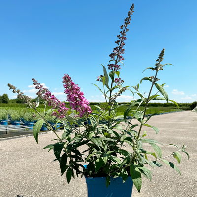 Sommerflieder, Buddleja davidii 'Pink Delight', rosa, Topf 5 lt.