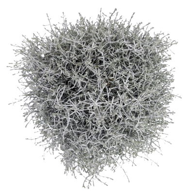 Calocephalus silber-grau, Topf-Ø 12/13 cm, 6 Pflanzen