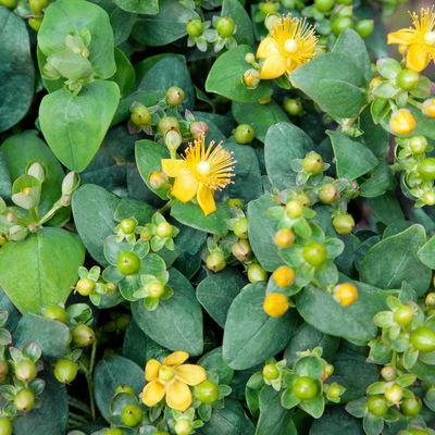 Hypericum 'Rose von Sharon', gelb, Topf 9x9 cm, 3 Pflanzen