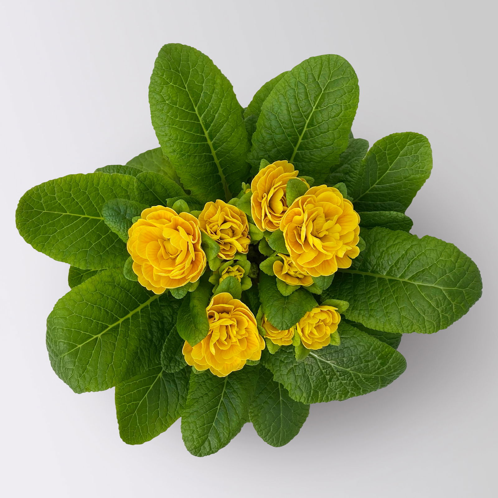 Primel 'Belarina', gelb, Topf-Ø 12 cm, 3 Pflanzen Primel 'Belarina', gelb, Topf-Ø 12 cm, 3 Pflanzen