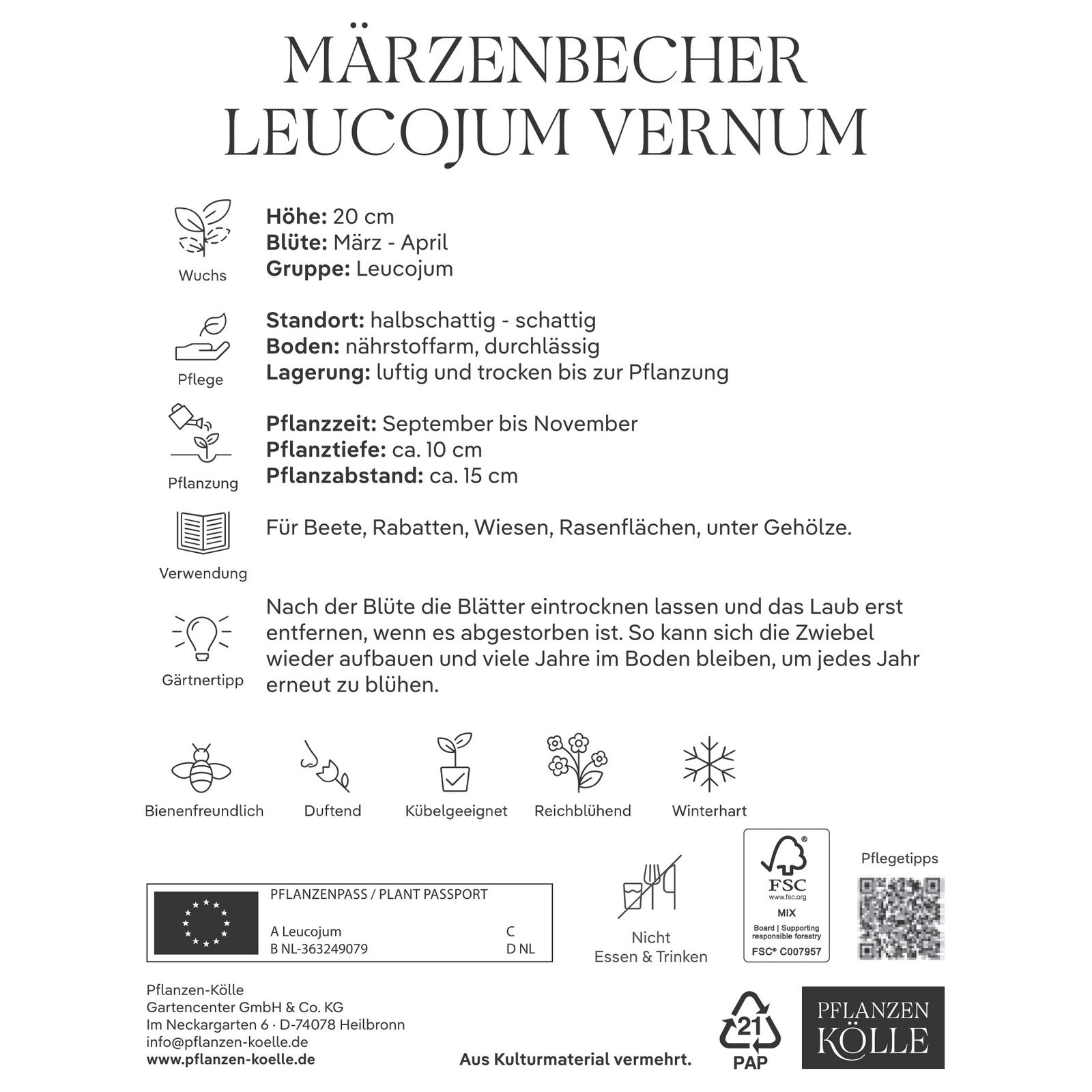 Leucojum Vernum (Märzbecher) 5 Blumenzwiebeln