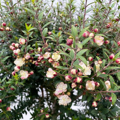 Myrte weiß, Stamm, Topf-Ø 19 cm