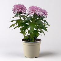 Chrysantheme 'Chrysanne® Zembla Next Art' gespr., großbl., Topf-Ø 13 cm, 6er-Set