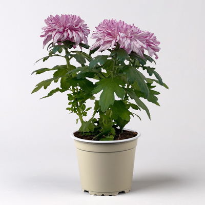 Chrysantheme 'Chrysanne® Zembla Next Art', gesprenkelt, Topf-Ø 13 cm, 6 Pflanzen