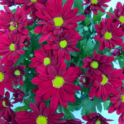 Chrysanthemen 'Swifty', rot, Topf-Ø 10,5 cm, 6 Pflanzen