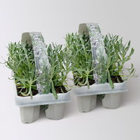 Lavendel, weiß, Ballen-Ø ca. 7 cm, 2x 6 Pflanzen im Tray