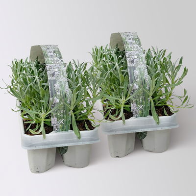 Lavendel, weiß, Ballen-Ø ca. 7 cm, 2x 6 Pflanzen im Tray Lavendel, weiß, Ballen-Ø ca. 7 cm, 2x 6 Pflanzen im Tray