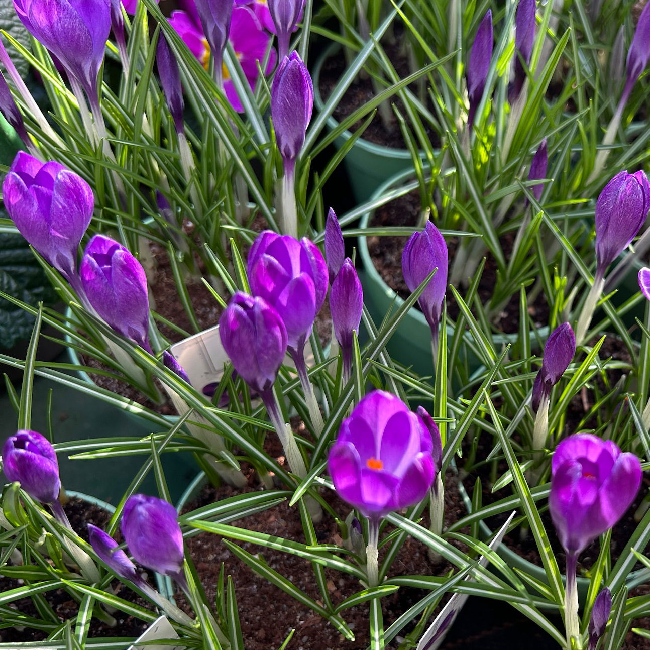 Wild Krokus 'Ruby Giant' blau-lila, vorgetrieben Topf-Ø 10,5 cm, 6 Pflanzen
