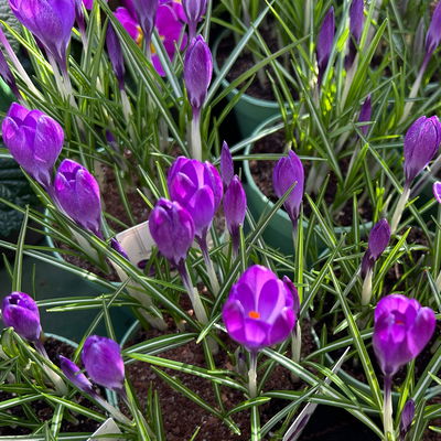 Wild Krokus 'Ruby Giant' blau-lila, vorgetrieben Topf-Ø 10,5 cm, 6 Pflanzen