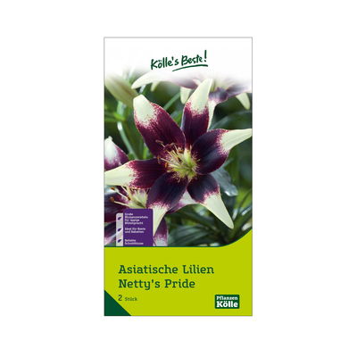 Asiatische Lilien 'Netty's Pride', weiß-lila, Größe 16/18, 3 Blumenknollen