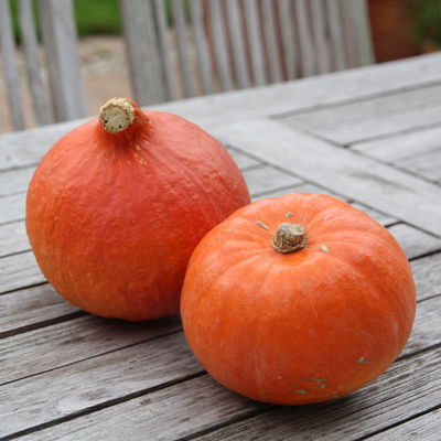 Blu Bio Kürbis 'Balkon-Hokkaido F1', Topf-Ø 12 cm, 6er Set