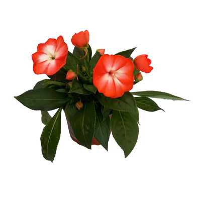 Edellieschen weiß-orange, Topf-Ø 12 cm, 6er-Set