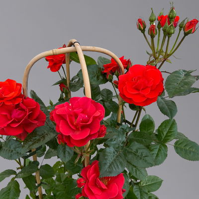 Beetrose 'Westpoint'®, blutorange, Doppelbogen, Topf 10 Liter