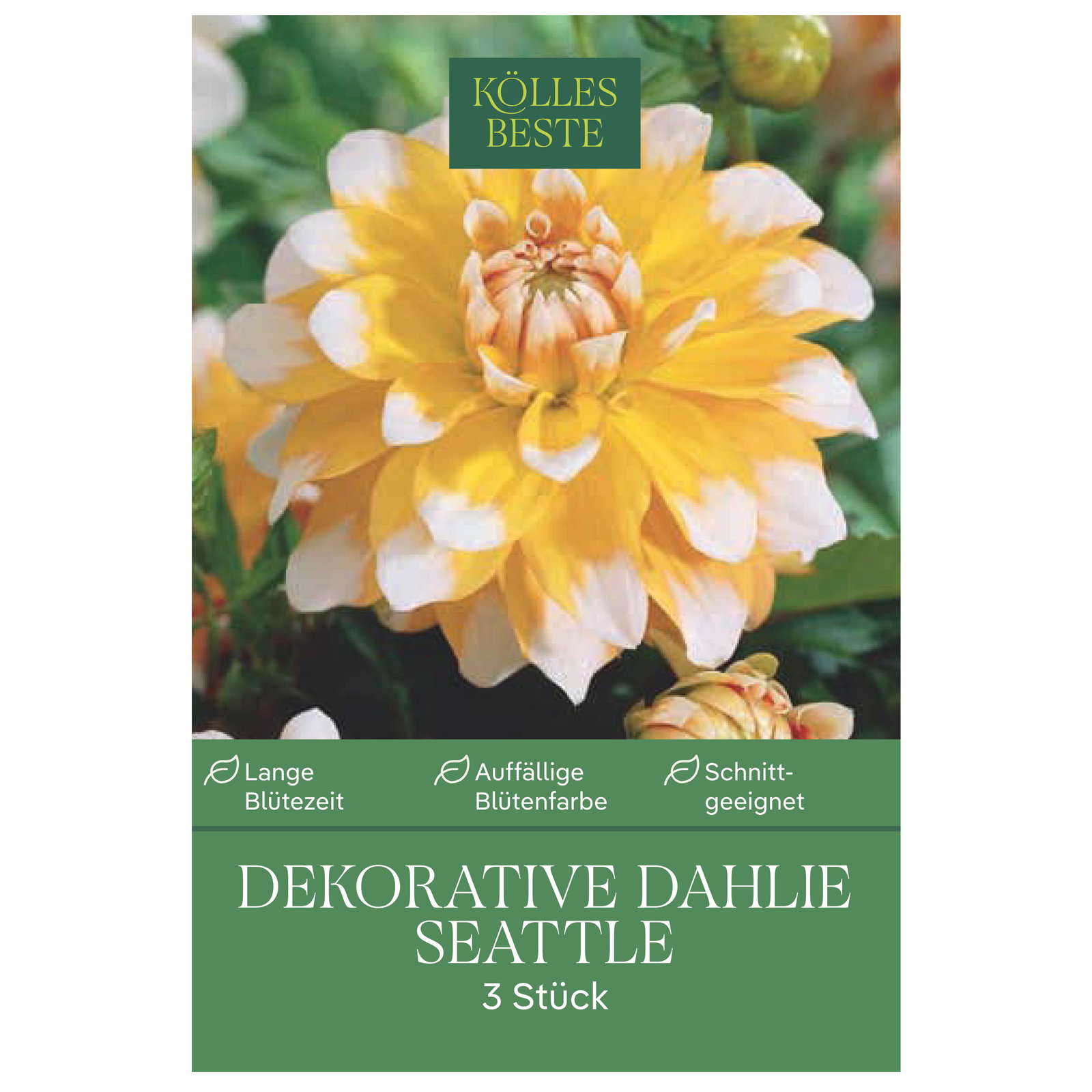 Kölles Beste Dekorative Dahlie Seattle, 3 Blumenknollen