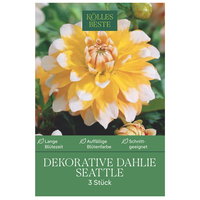 Kölles Beste Dekorative Dahlie Seattle, 3 Blumenknollen