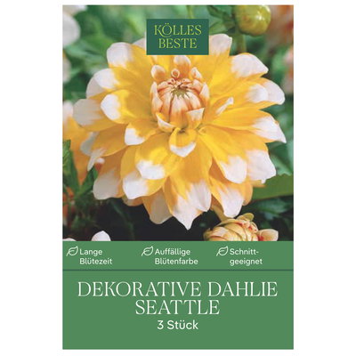 Kölles Beste Dekorative Dahlie Seattle, 3 Blumenknollen