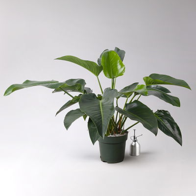 Philodendron 'Green Beauty', Topf-Ø 27cm,Höhe ca. 90cm, inkl. Bewässerungssystem Philodendron 'Green Beauty', Topf-Ø 27cm,Höhe ca. 90cm, inkl. Bewässerungssystem