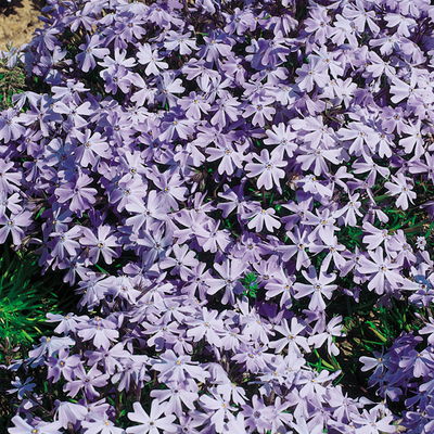 Kölles Beste Polster-Phlox 'Emerald Cushion Blue', 3 Liter Topf Kölles Beste Polster-Phlox 'Emerald Cushion Blue', 3 Liter Topf