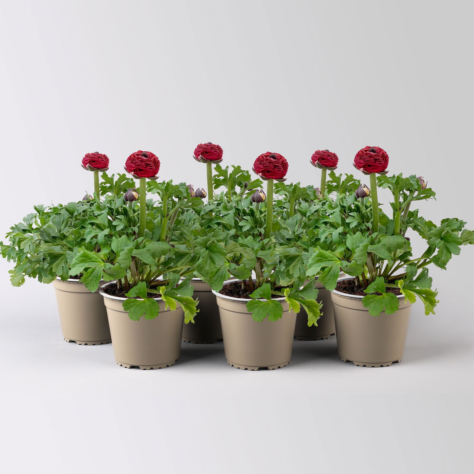 Ranunkel, rot, Topf-Ø 13 cm, 6 Pflanzen