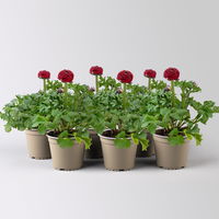 Ranunkel, rot, Topf-Ø 13 cm, 6 Pflanzen