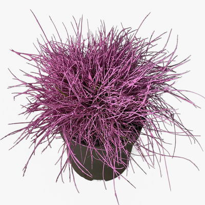 Blauschwingel rosa gefärbt, Topf-Ø 11 cm Ø, 6er-Set Blauschwingel rosa gefärbt, Topf-Ø 11 cm Ø, 6er-Set