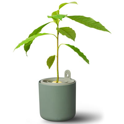 Elho Pflanzgefäß 'Amazing Avocado Pot', laubgrün, ca. Ø 12 x H 15,1 cm Elho Pflanzgefäß 'Amazing Avocado Pot', laubgrün, ca. Ø 12 x H 15,1 cm