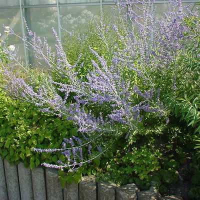 Kölles Beste Kompakte Blauraute 'Little Spire(S)', blauviolett, Topf 3 l Kölles Beste Kompakte Blauraute 'Little Spire(S)', blauviolett, Topf 3 l