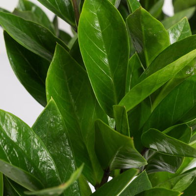 Glücksfeder in Keramiktopf Dallas weiß, Topf-Ø 12 cm, 2er-Set Glücksfeder in Keramiktopf Dallas weiß, Topf-Ø 12 cm, 2er-Set