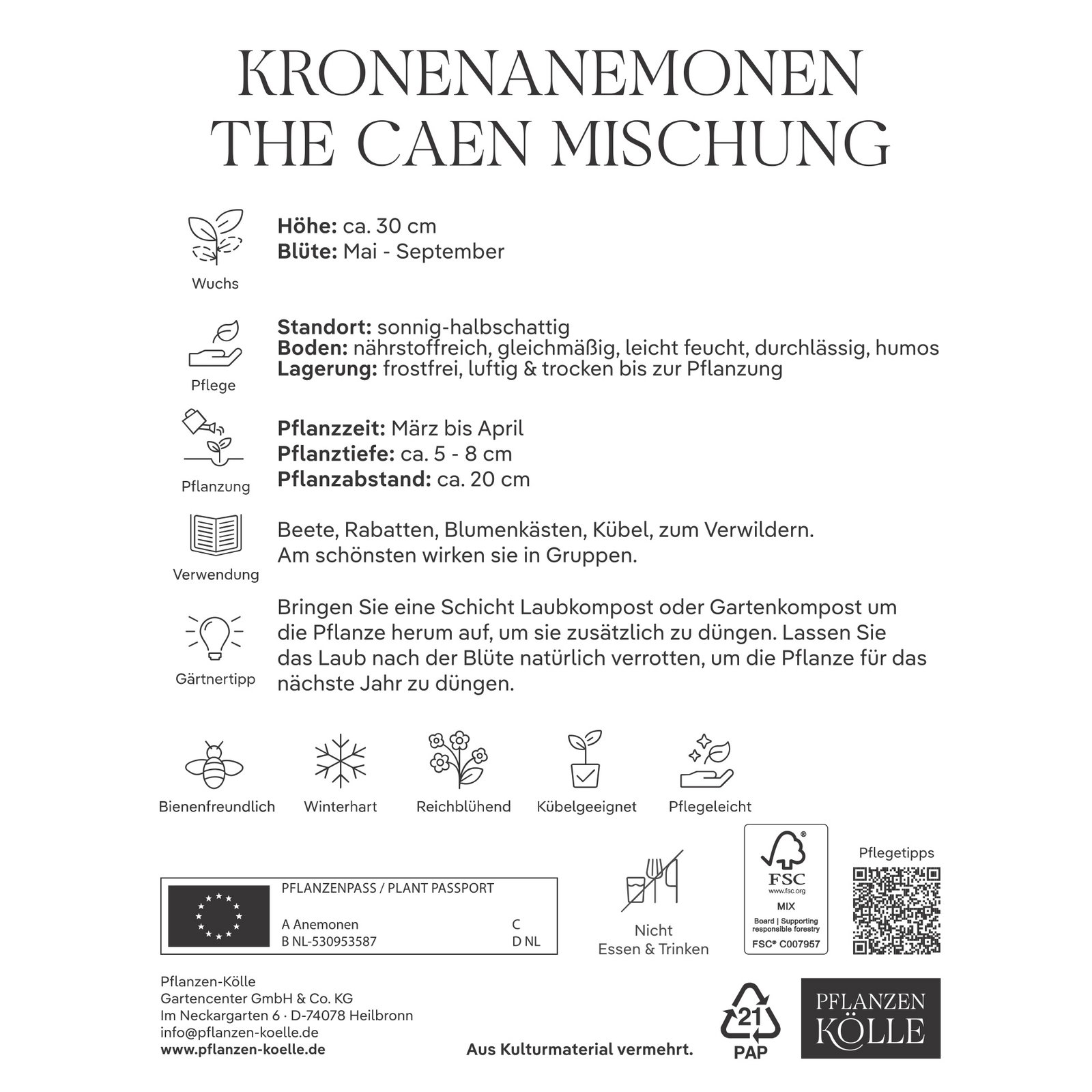 Kölles Beste Kronenanemonen The Caen Mischung, 10 Blumenknollen