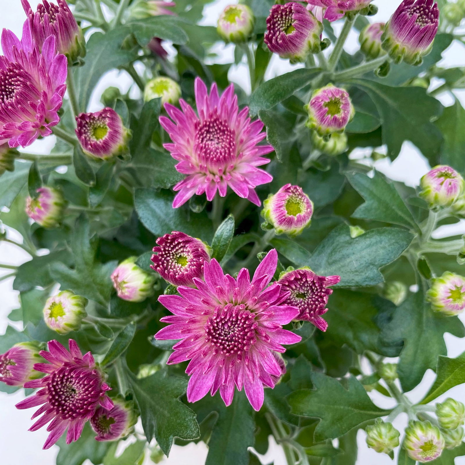 Chrysanthemen, Farben nach Verfügbarkeit, Topf-Ø 10,5 cm, 8er-Set