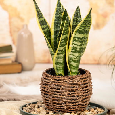 Sansevieria trif. Laurentii T12 H45 (*) Sansevieria trif. Laurentii T12 H45 (*)