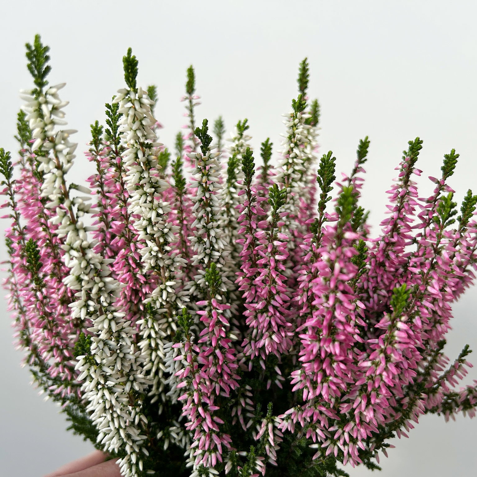 Calluna 'Twin', rot-weiß, Topf-Ø 10,5 cm, 6 Pflanzen Calluna 'Twin', rot-weiß, Topf-Ø 10,5 cm, 6 Pflanzen