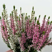 Calluna 'Twin', rot-weiß, Topf-Ø 10,5 cm, 6 Pflanzen Calluna 'Twin', rot-weiß, Topf-Ø 10,5 cm, 6 Pflanzen