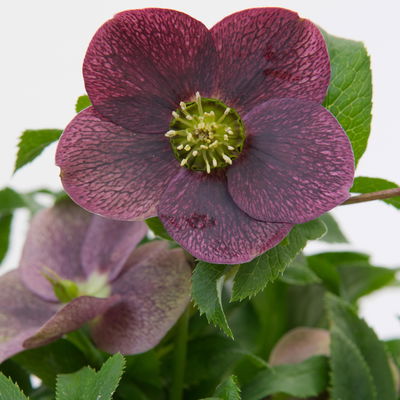 Lenzrose ViV® 'Victoria', purpurviolett, Topf-Ø 15 cm, 2 Pflanzen