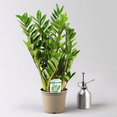 Glücksfeder, Topf-Ø 14 cm, Höhe ca. 40 cm Glücksfeder, Topf-Ø 14 cm, Höhe ca. 40 cm