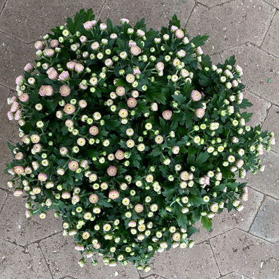 Chrysanthemen, rosa, Topf-Ø 14 cm, 4 Pflanzen Chrysanthemen, rosa, Topf-Ø 14 cm, 4 Pflanzen