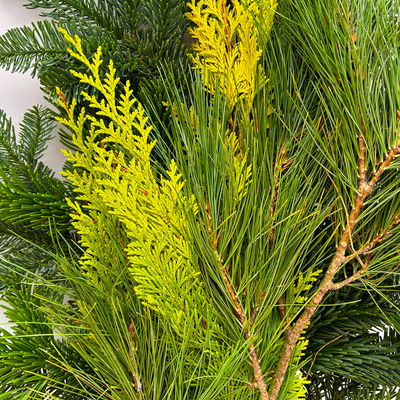 Mixbund aus Tanne, Zypresse & Seidenkiefer im Handbund, Länge ca. 50 cm, 5 Bund Mixbund aus Tanne, Zypresse & Seidenkiefer im Handbund, Länge ca. 50 cm, 5 Bund