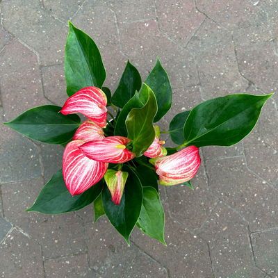 Flamingoblume 'Livium Red' rot-weiß gestreift, inkl. Übertopf Dallas weiß