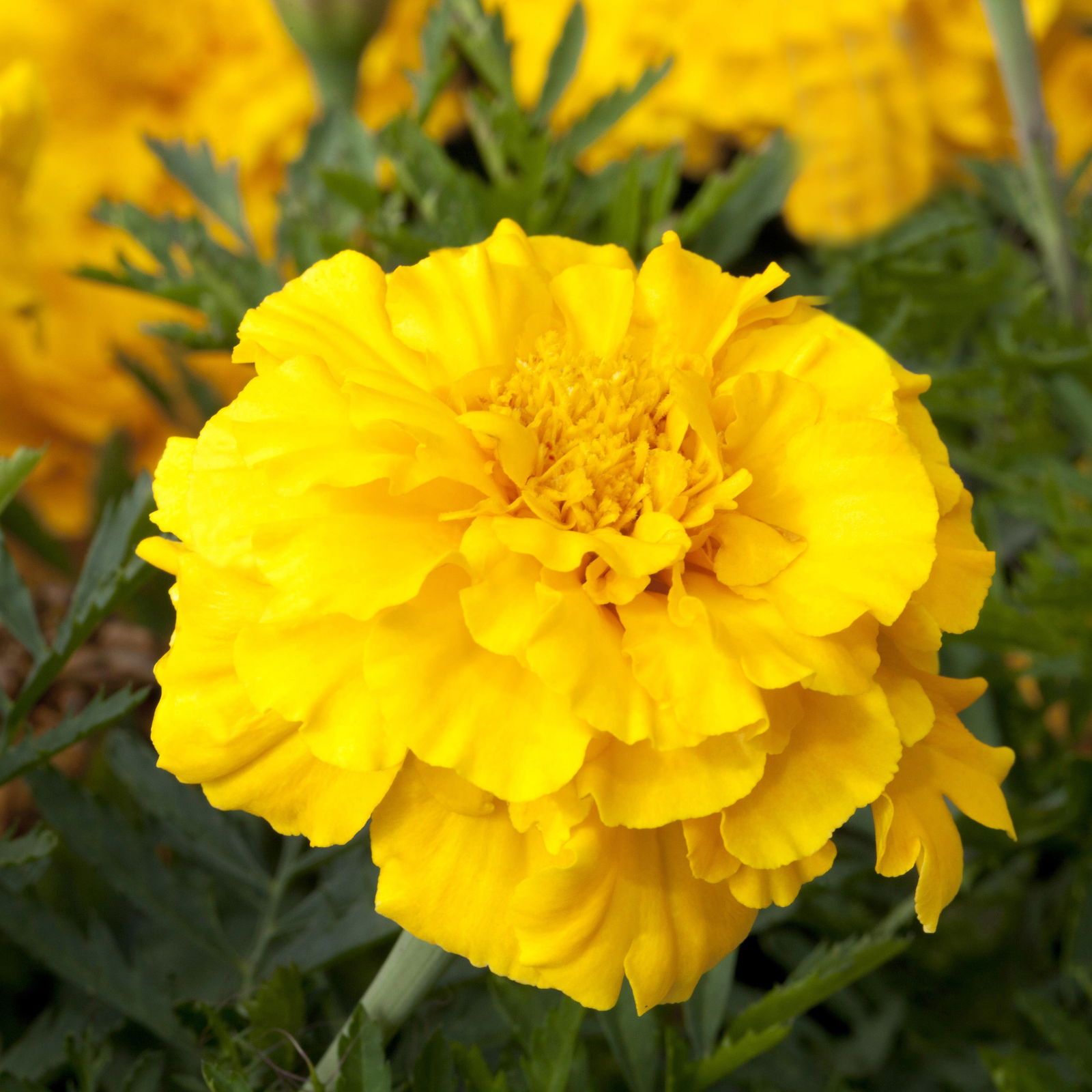 Tagetes, Farbe zufällig, Topf-Ø 12 cm, 6er-Set