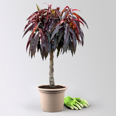 Kölle Bio Rotlaubiger Zwergpfirsich  Kölle Bio Rotlaubiger Zwergpfirsich