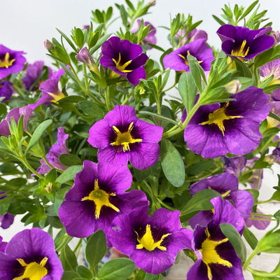 Zauberglöckchen 'Tik Tok® Grape' lila-gelb, Topf-Ø 13 cm, 6 Pflanzen