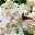Rispenhortensie 'Baby Lace', weiß, 3er-Set, Höhe 40-60 cm, Topf 5 Liter