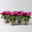 Alpenveilchen 'Petticoat Pink' pink, Topf-Ø 10,5 cm, 4 Pflanzen Alpenveilchen 'Petticoat Pink' pink, Topf-Ø 10,5 cm, 4 Pflanzen