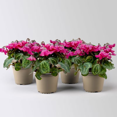 Alpenveilchen 'Petticoat Pink', pink, Topf-Ø 10,5 cm, 4 Pflanzen Alpenveilchen 'Petticoat Pink', pink, Topf-Ø 10,5 cm, 4 Pflanzen