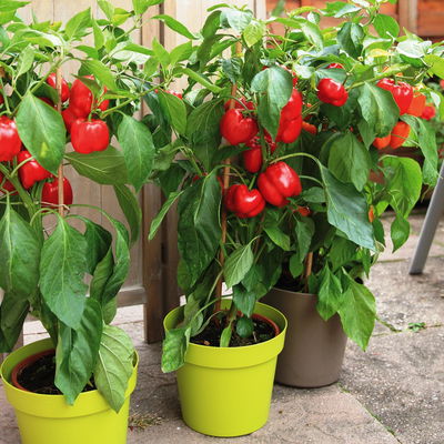 Blu Bio Snackpaprika 'Popti', Topf-Ø 12 cm, 3er-Set Blu Bio Snackpaprika 'Popti', Topf-Ø 12 cm, 3er-Set