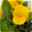 Hornveilchen mit Mühlenbeckia, Farbe zufällig, Topf-Ø 13 cm, 6er-Set