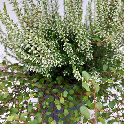 Knospenheide & Mühlenbeckia Duo, weiß, Topf-Ø 13 cm, 6 Pflanzen Knospenheide & Mühlenbeckia Duo, weiß, Topf-Ø 13 cm, 6 Pflanzen