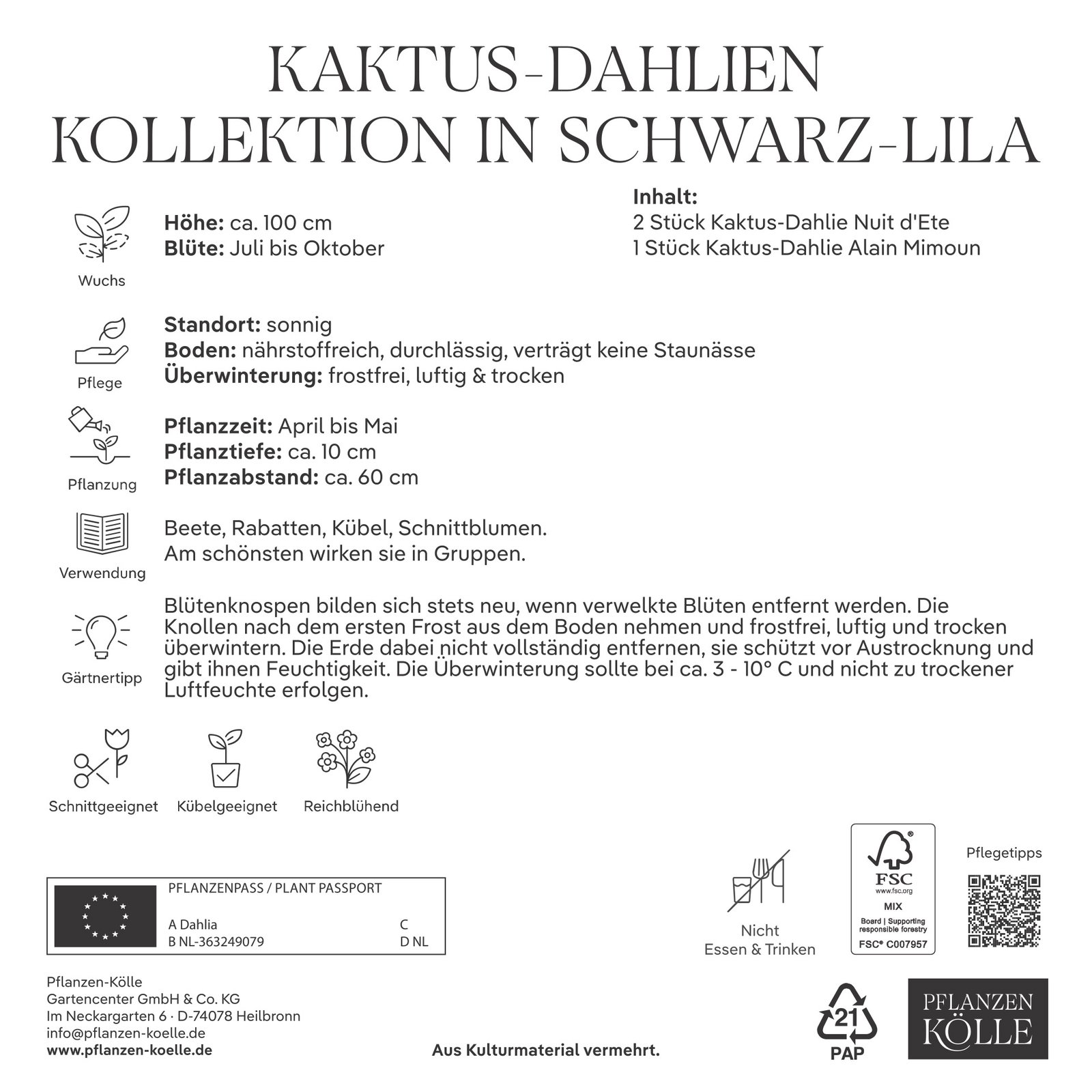Kölles Beste Kaktus-Dahlien-Kollektion schwarz-lila, 3 Blumenknollen Kölles Beste Kaktus-Dahlien-Kollektion schwarz-lila, 3 Blumenknollen