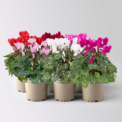 Alpenveilchen 'Outland', Farben zufällig, Topf-Ø 10,5/11 cm, 6 Pflanzen